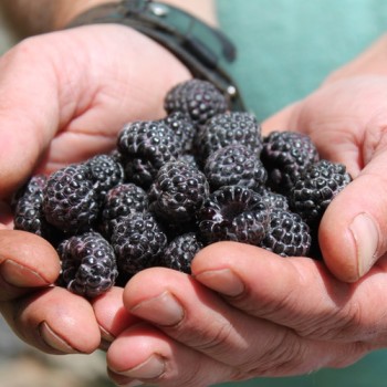 Schwarze Himbeere (Pflanze)