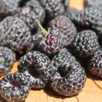 Schwarze Himbeere (Pflanze)