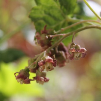 Johannisbeere Black’n Red (Pflanze)