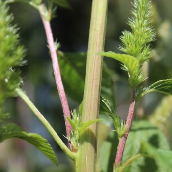 Schwarzer Perl-Amaranth (Samen)