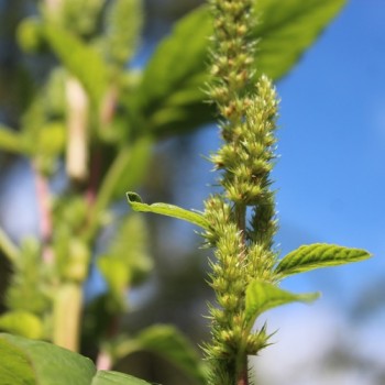 Schwarzer Perl-Amaranth (Samen)