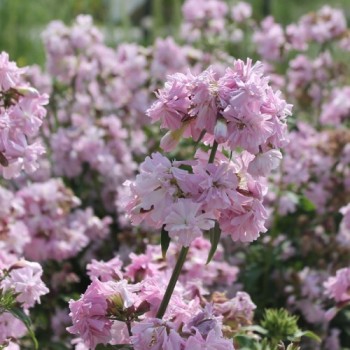 Seifenkraut gefüllt Auslese (Pflanze)