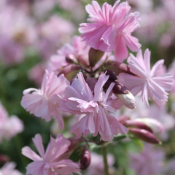 Seifenkraut gefüllt Auslese (Pflanze)