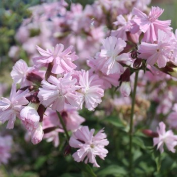 Seifenkraut gefüllt Auslese (Pflanze)
