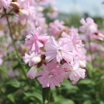 Seifenkraut gefüllt Auslese (Pflanze)