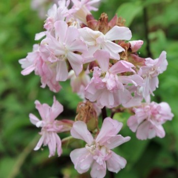 Seifenkraut gefüllt Auslese (Pflanze)