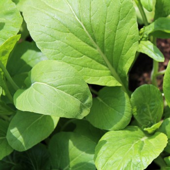 Komatsuna Big Leaf (Samen)