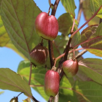 Sibirische Kiwi Dr. Szymanowski weiblich (Pflanze)