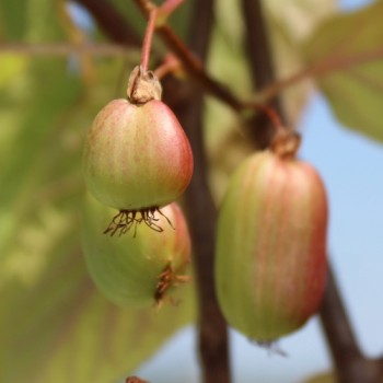 Sibirische Kiwi Dr. Szymanowski weiblich (Pflanze)