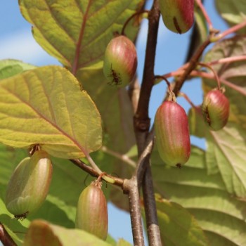 Sibirische Kiwi Dr. Szymanowski weiblich (Pflanze)