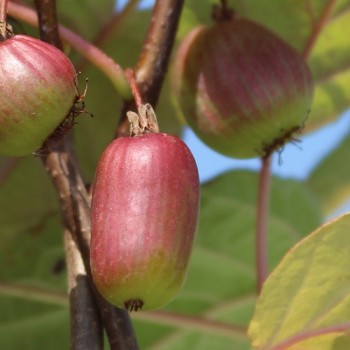 Sibirische Kiwi Dr. Szymanowski weiblich (Pflanze)