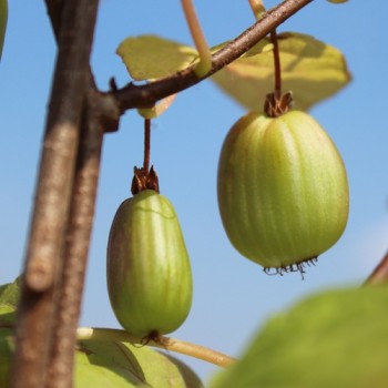 Sibirische Kiwi Dr. Szymanowski weiblich (Pflanze)