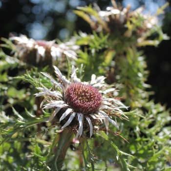 Silberdistel (Samen)