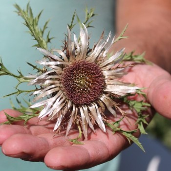 Silberdistel (Samen)
