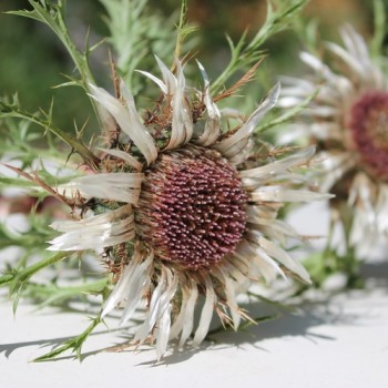 Silberdistel (Samen)