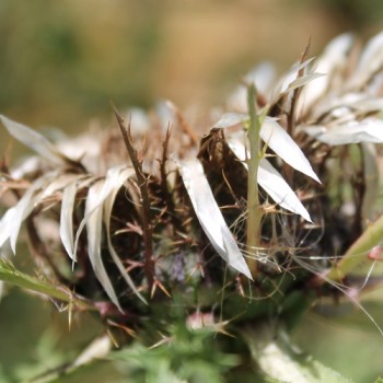 Silberdistel (Samen)