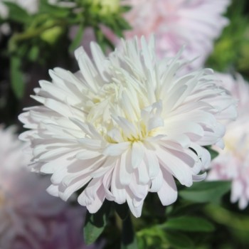 Sommeraster Appleblossom King Size  (Samen)