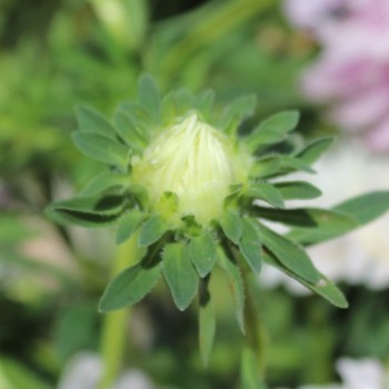 Sommeraster Appleblossom King Size  (Samen)