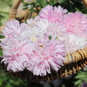 Sommeraster Appleblossom King Size  (Samen)