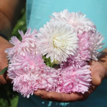 Sommeraster Appleblossom King Size  (Samen)