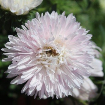 Sommeraster Appleblossom King Size  (Samen)