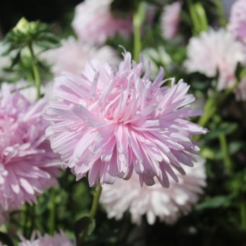 Sommeraster Appleblossom King Size  (Samen)