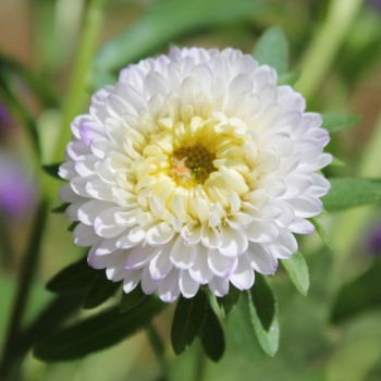 Sommeraster Belstead Surpreme (Samen)