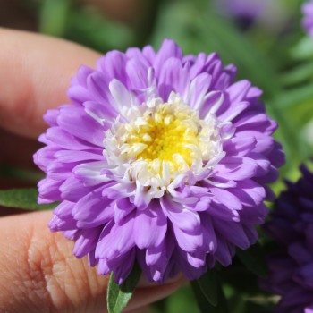 Sommeraster Belstead Surpreme (Samen)