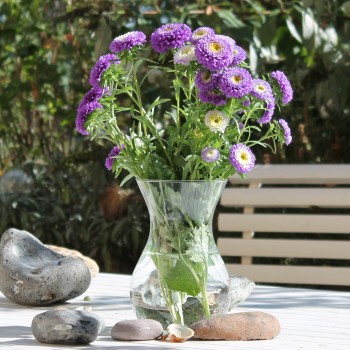 Sommeraster Belstead Surpreme (Samen)