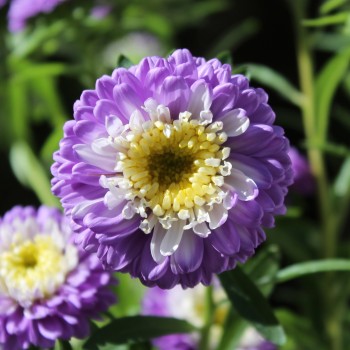 Sommeraster Belstead Surpreme (Samen)