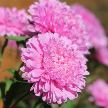 Sommeraster Bouquet Rose (Samen)