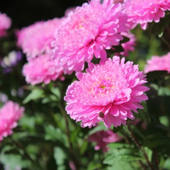 Sommeraster Bouquet Rose (Samen)