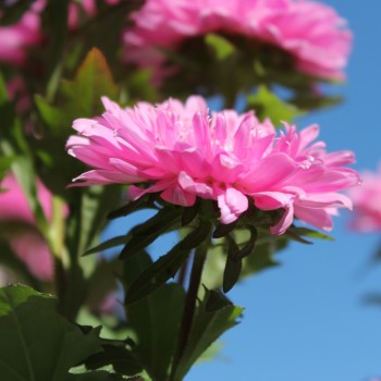 Sommeraster Bouquet Rose (Samen)
