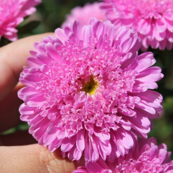 Sommeraster Bouquet Rose (Samen)