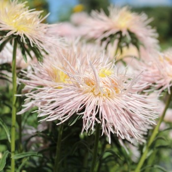 Sommeraster Chamois Needle (Samen)