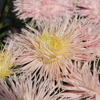 Sommeraster Chamois Needle (Samen)