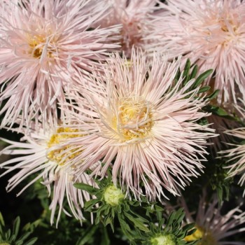 Sommeraster Chamois Needle (Samen)