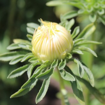 Sommeraster Chamois Needle (Samen)