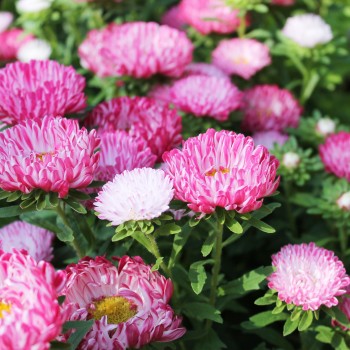 Sommeraster Contraster pink-white (Samen)