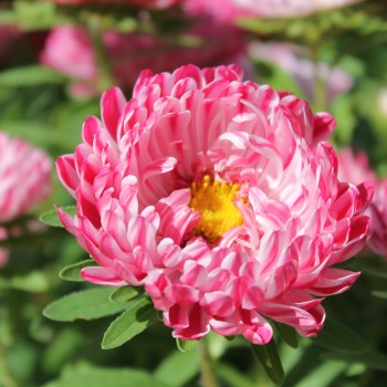 Sommeraster Contraster pink-white (Samen)