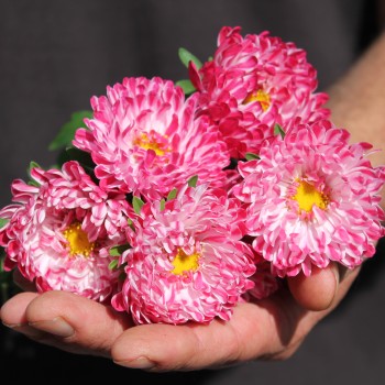 Sommeraster Contraster pink-white (Samen)