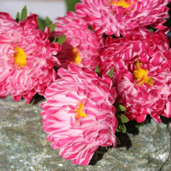 Sommeraster Contraster pink-white (Samen)