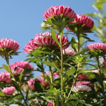 Sommeraster Contraster pink-white (Samen)