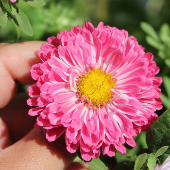 Sommeraster Contraster pink-white (Samen)