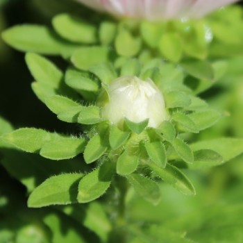 Sommeraster Contraster pink-white (Samen)