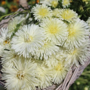 Sommeraster Creamy Yellow Ostrich (Samen)