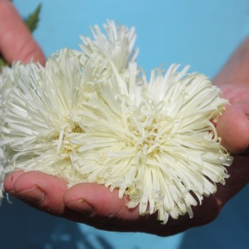 Sommeraster Creamy Yellow Ostrich (Samen)