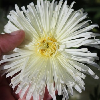 Sommeraster Creamy Yellow Ostrich (Samen)