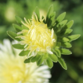 Sommeraster Creamy Yellow Ostrich (Samen)