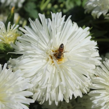 Sommeraster Creamy Yellow Ostrich (Samen)